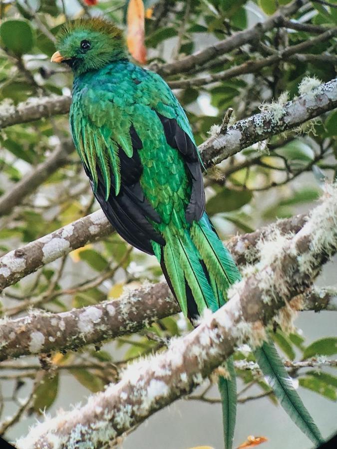 Trogon Lodge San Gerardo de Dota Eksteriør bilde