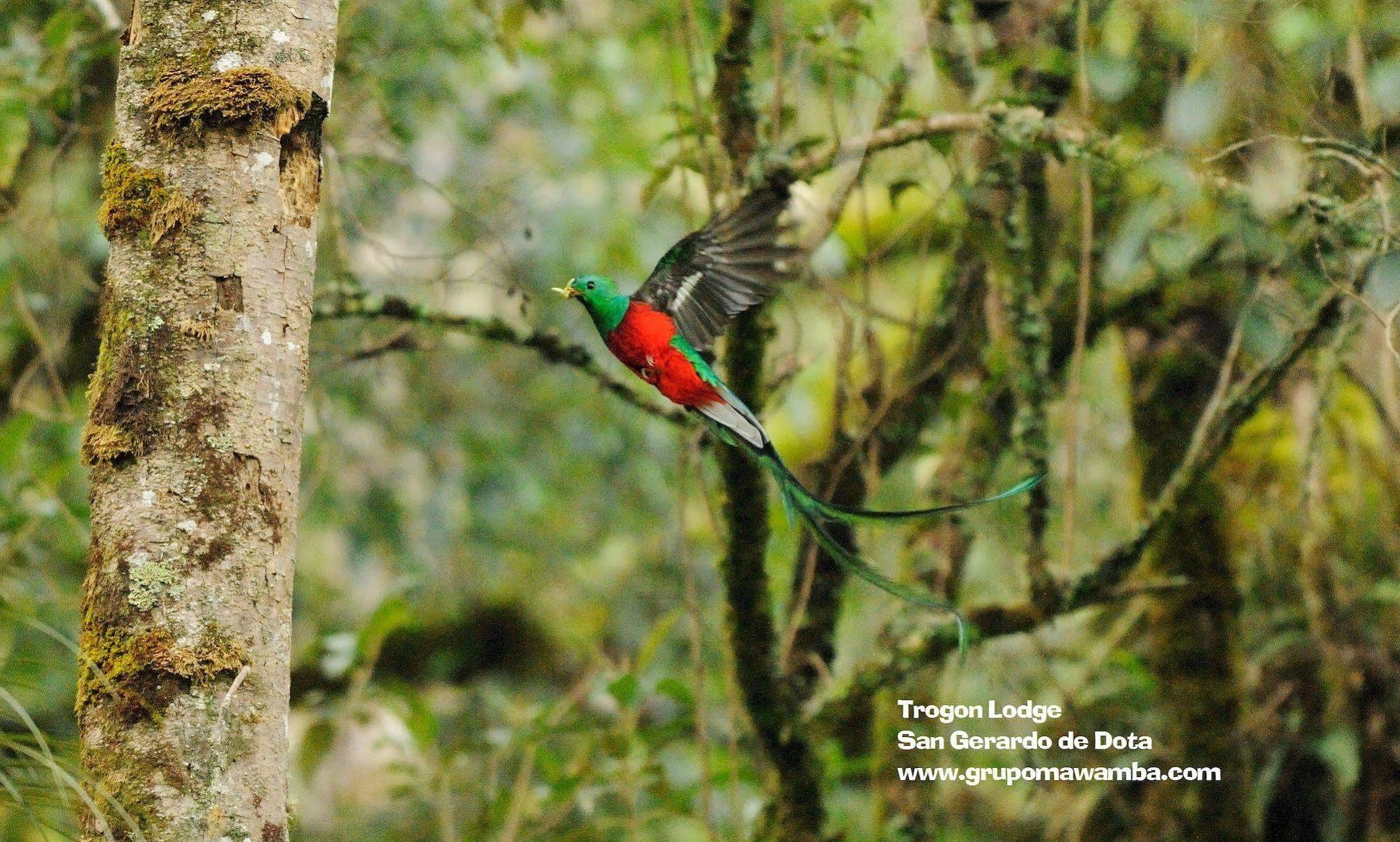 Trogon Lodge San Gerardo de Dota Eksteriør bilde